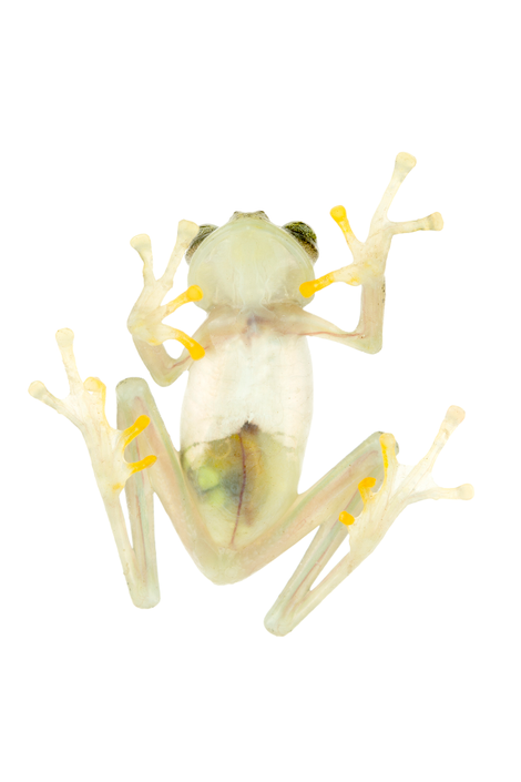 Underside of a female Nymphargus manduriacu